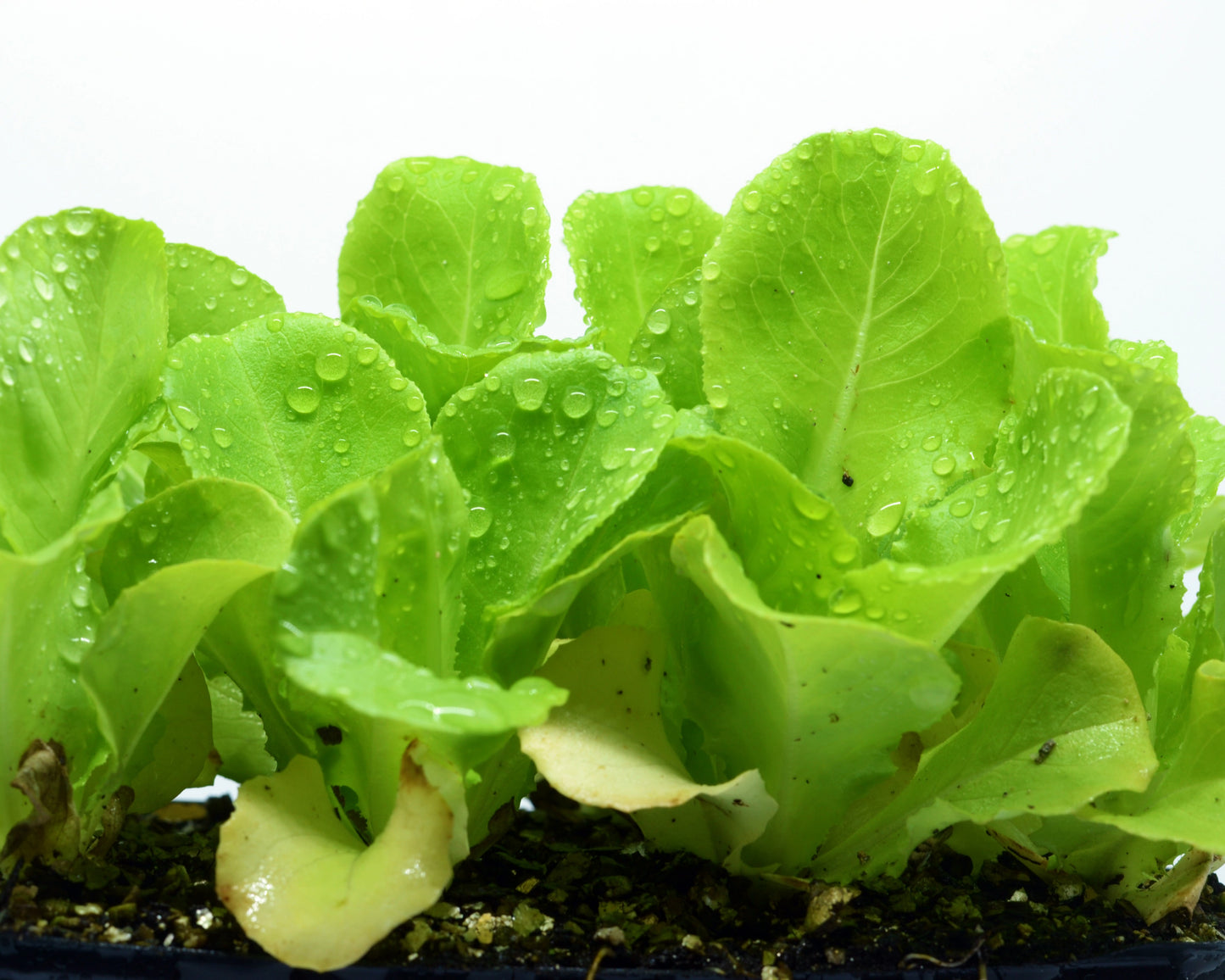 Lettuce: White Boston
