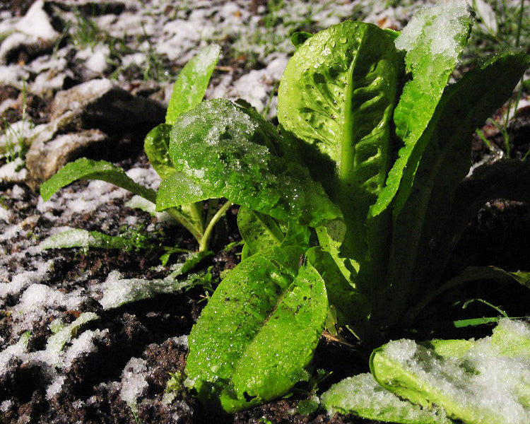 Lettuce: Little Gem