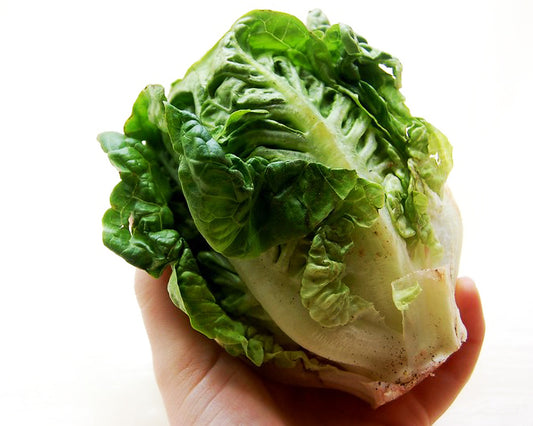 Lettuce: Little Gem *Overstock*