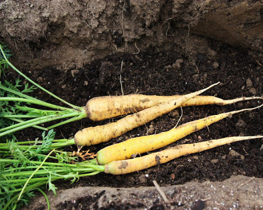 Carrot: Lunar White *Overstock*