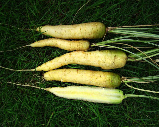 Carrot: Lunar White *Overstock*