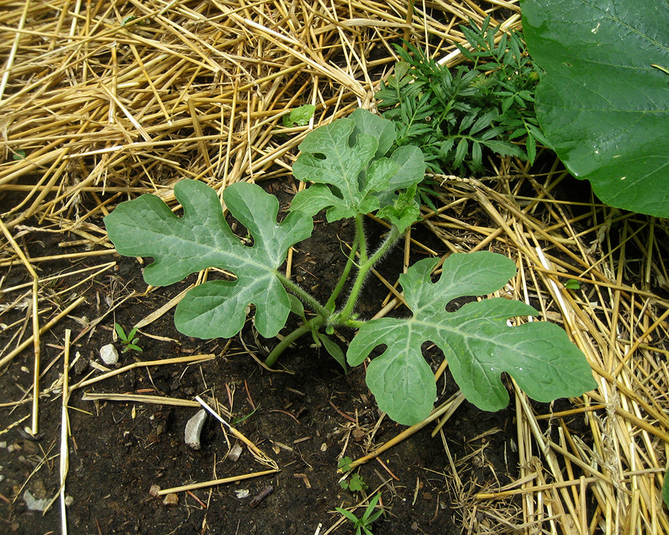 Melon: Ha'Ogen