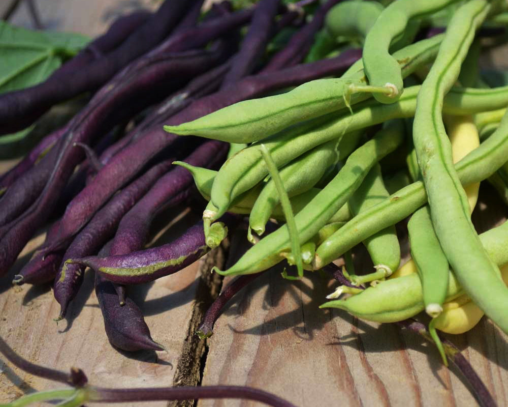 Bean, Bush: Colorful Mix