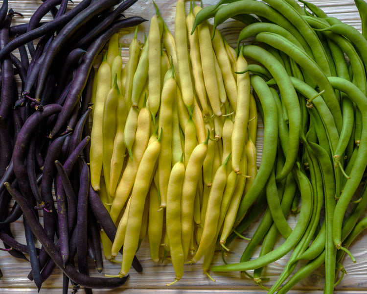 Bean, Bush: Colorful Mix