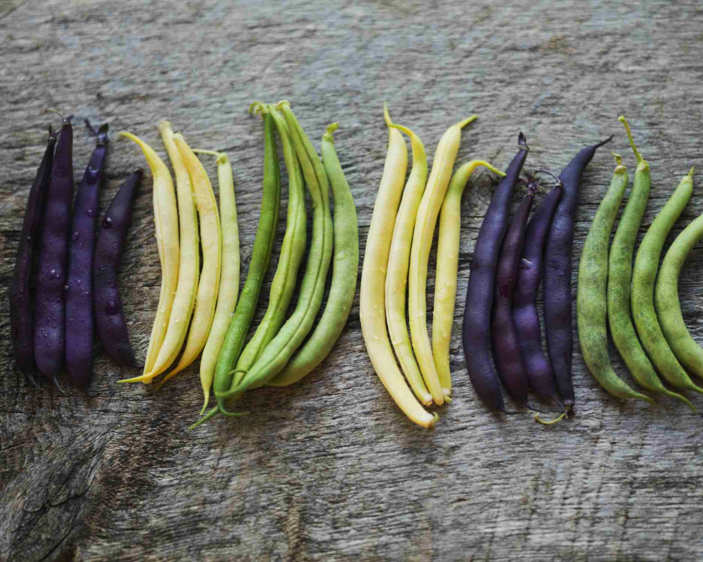 Bean, Bush: Colorful Mix