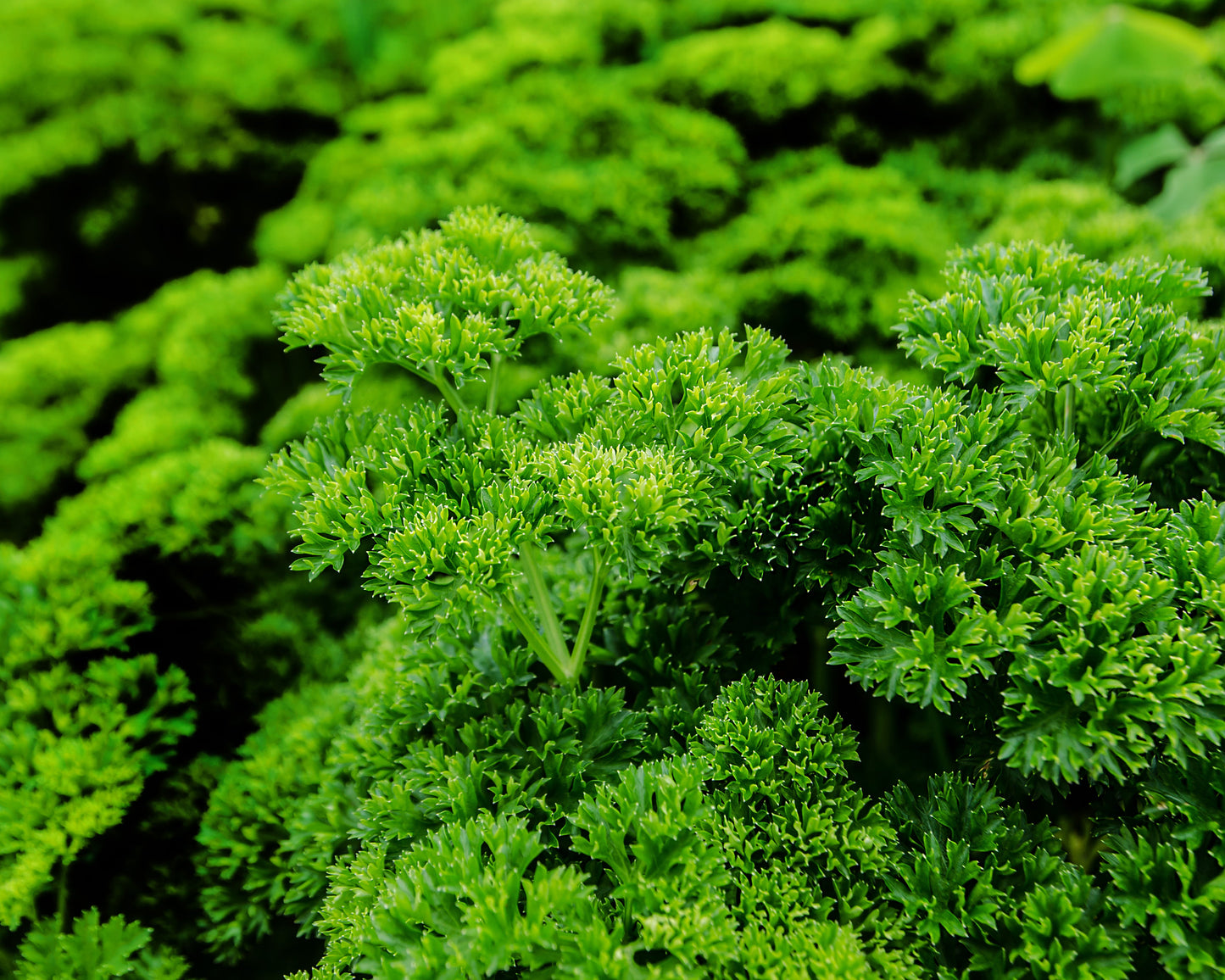Herb, Parsley: Moss Curled *Discontinue*