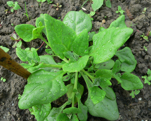 Spinach: New Zealand