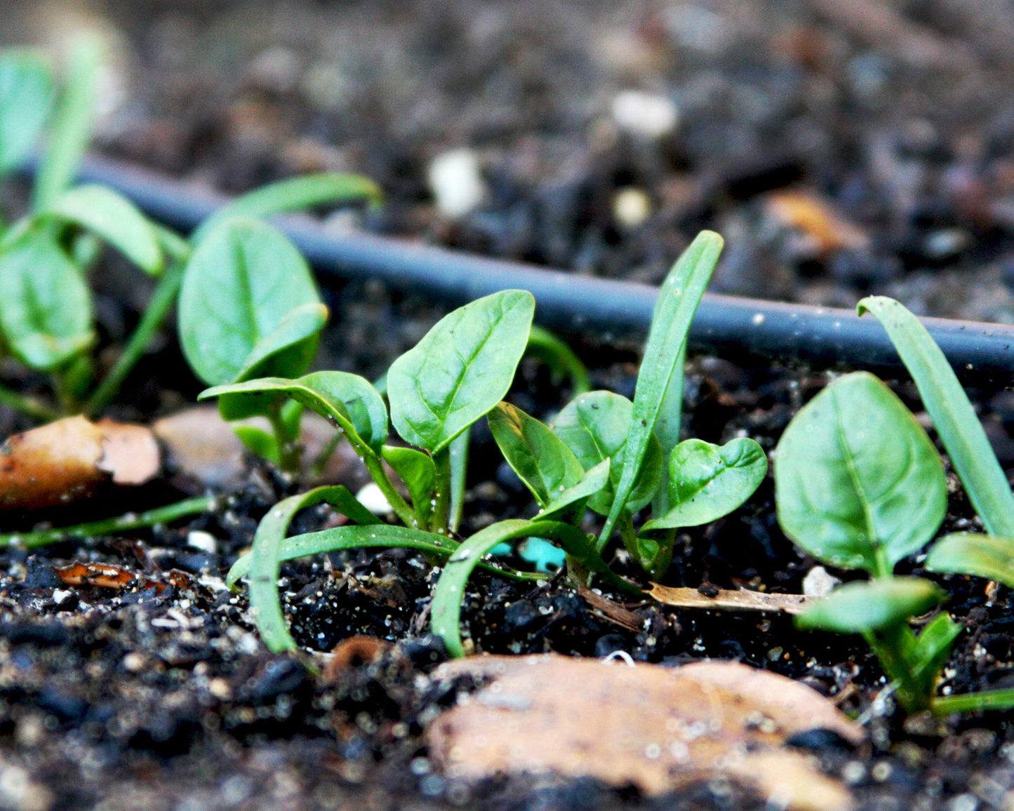 Spinach: Noble Giant
