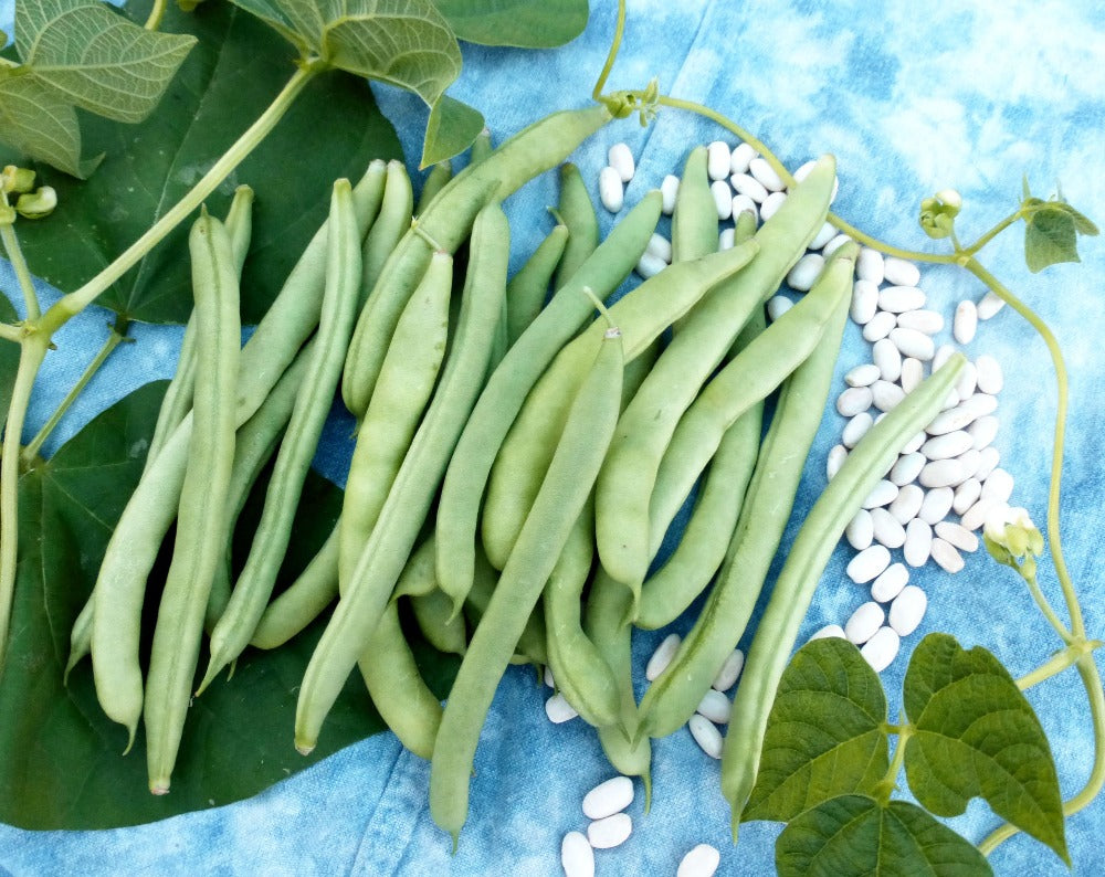 plant runner bean seeds Bean, Runner: White Half – Vintage Seed Co
