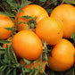 Tomato: Orange Jubilee