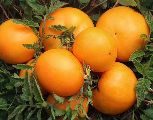 Tomato: Orange Jubilee *Overstock*
