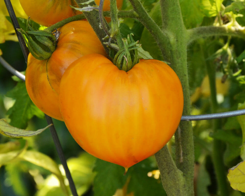 Tomato: Orange Oxheart