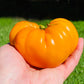 Tomato: Orange Oxheart