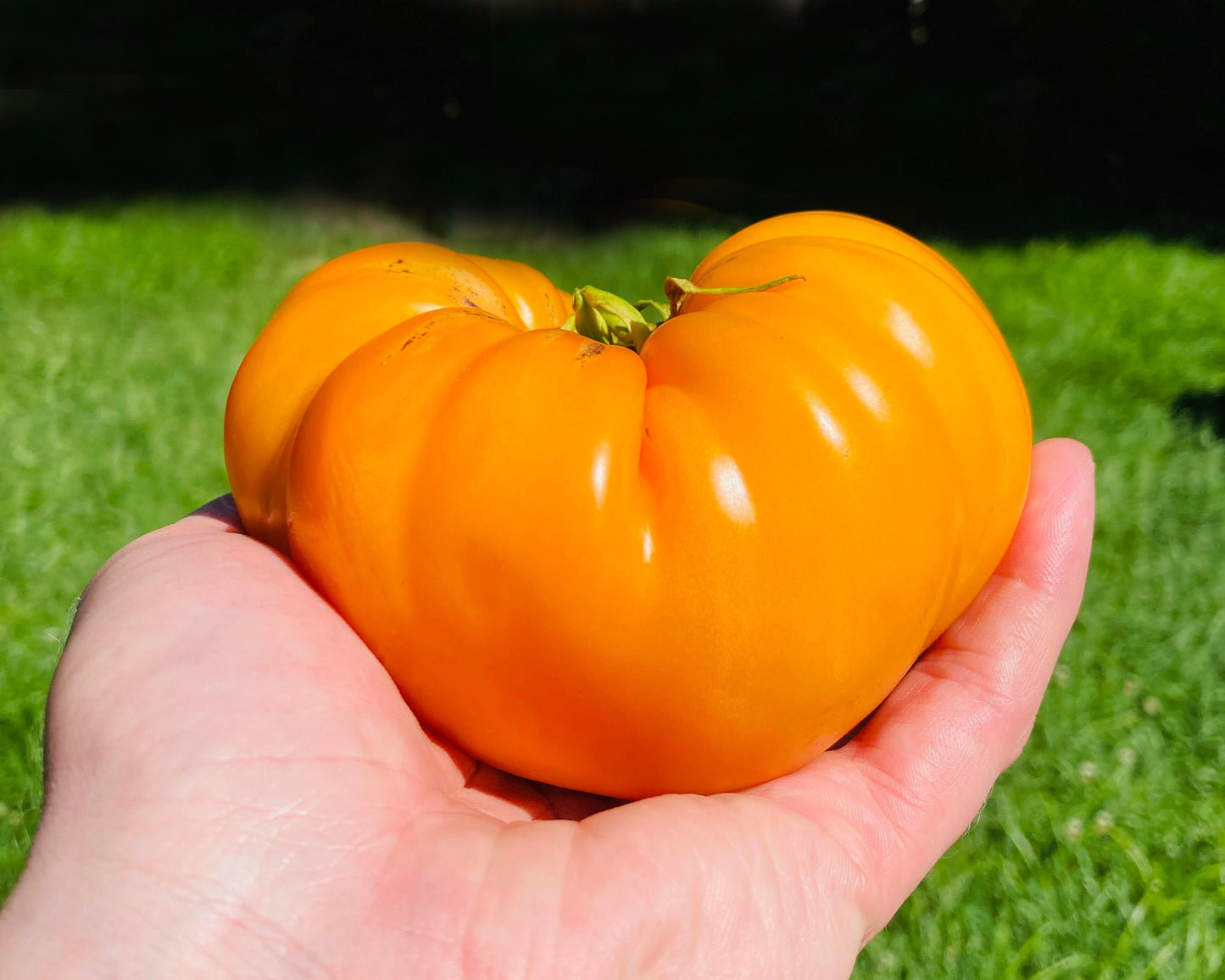 Tomato: Orange Oxheart