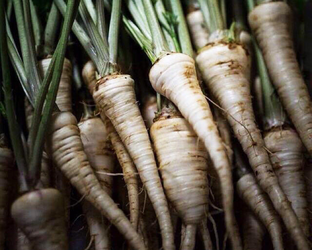 Herb: Parsley, Hamburg Rooted