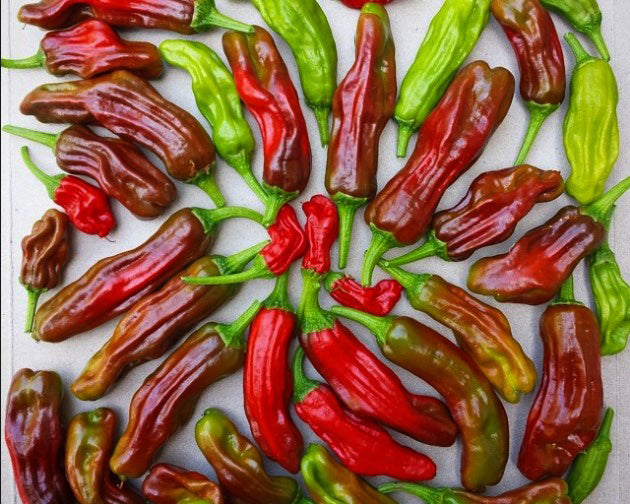 Pepper, Sweet: Italian Pepperoncini