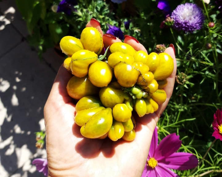 Tomato: Phil's Two
