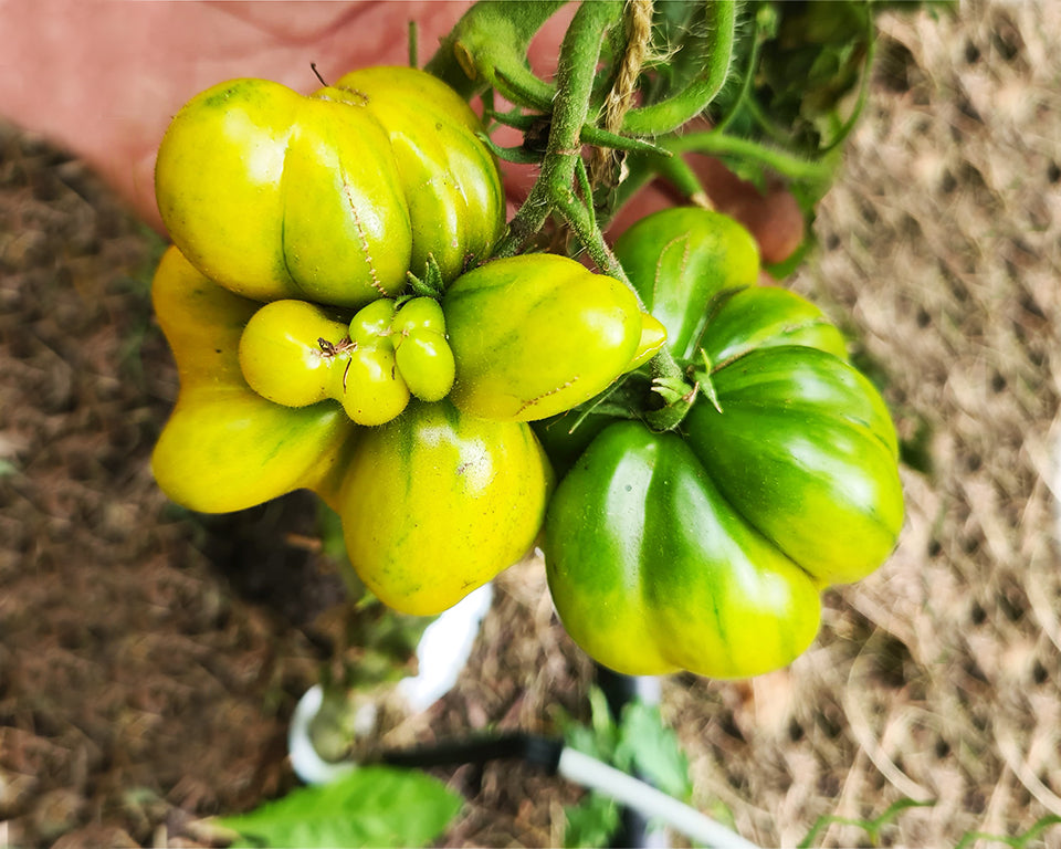 Tomato: Phil's Two