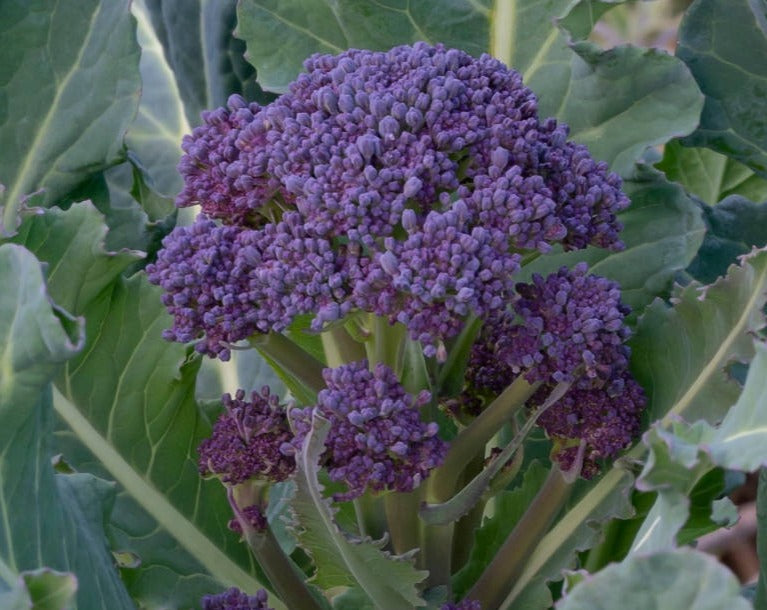 Broccoli: Early Purple