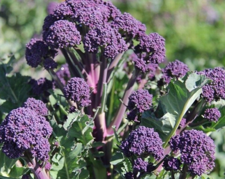 Broccoli: Early Purple
