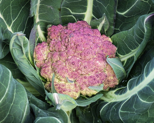 Cauliflower: Purple Of Sicily