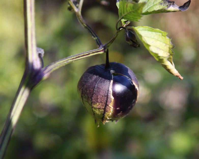 Tomatillo: Morado