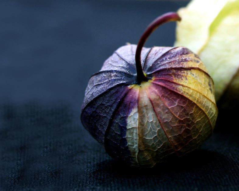 Tomatillo: Morado