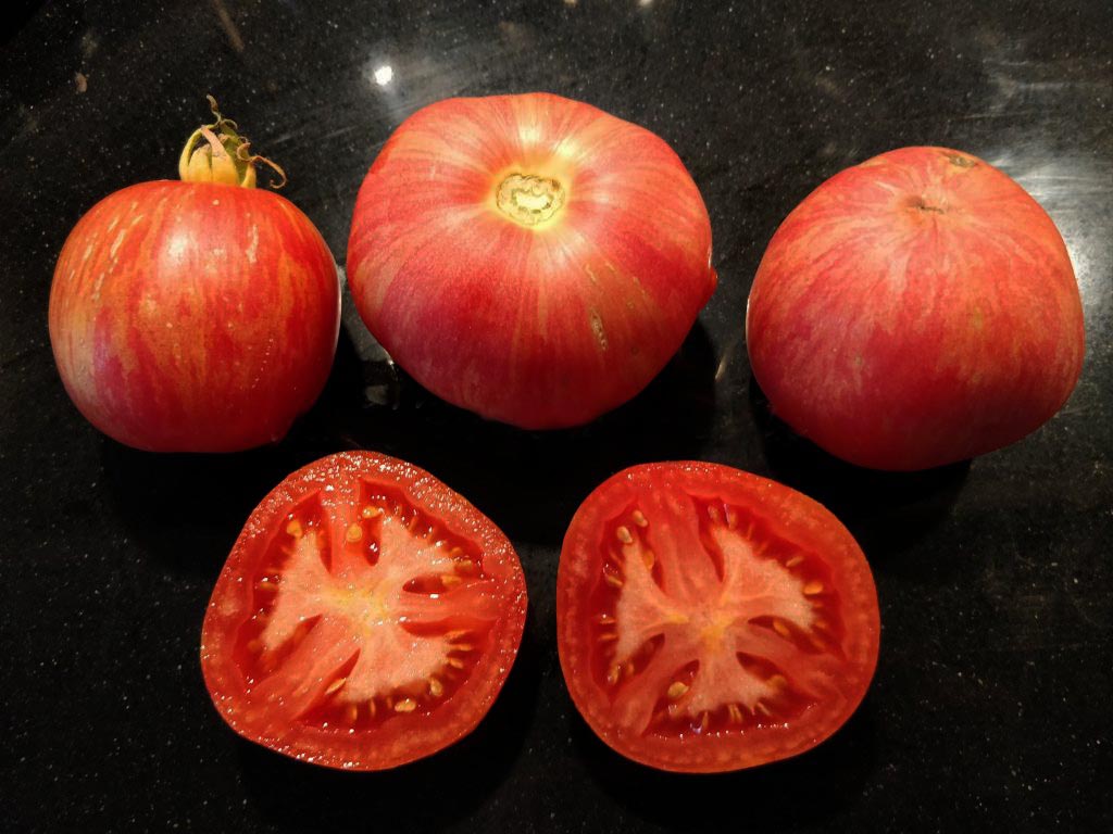 Tomato: Red Furry Boar