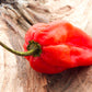 Pepper, Hot: Habanero- Red