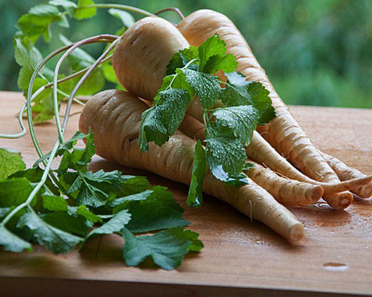 Herb: Parsley, Hamburg Rooted