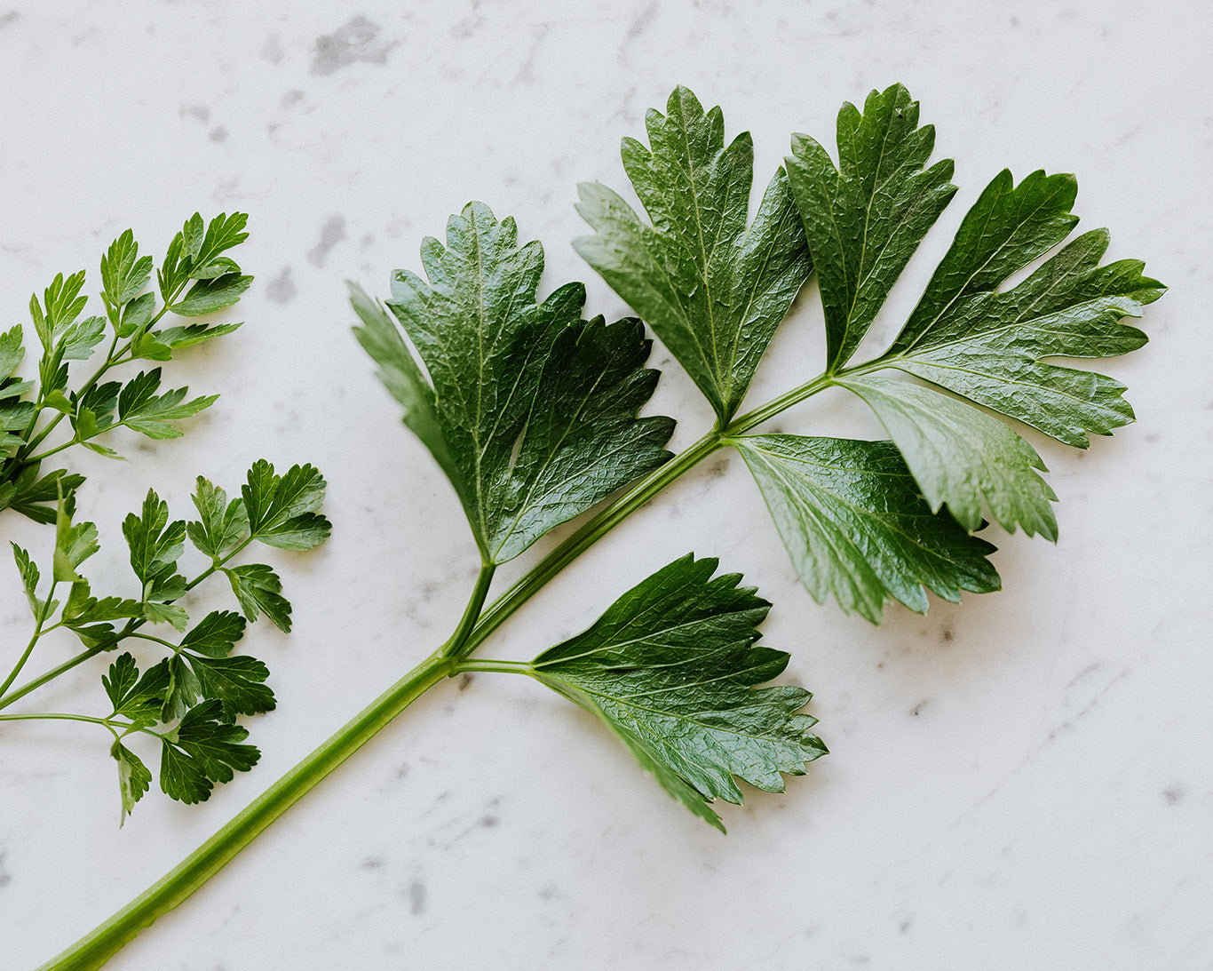 Herb: Parsley, Hamburg Rooted