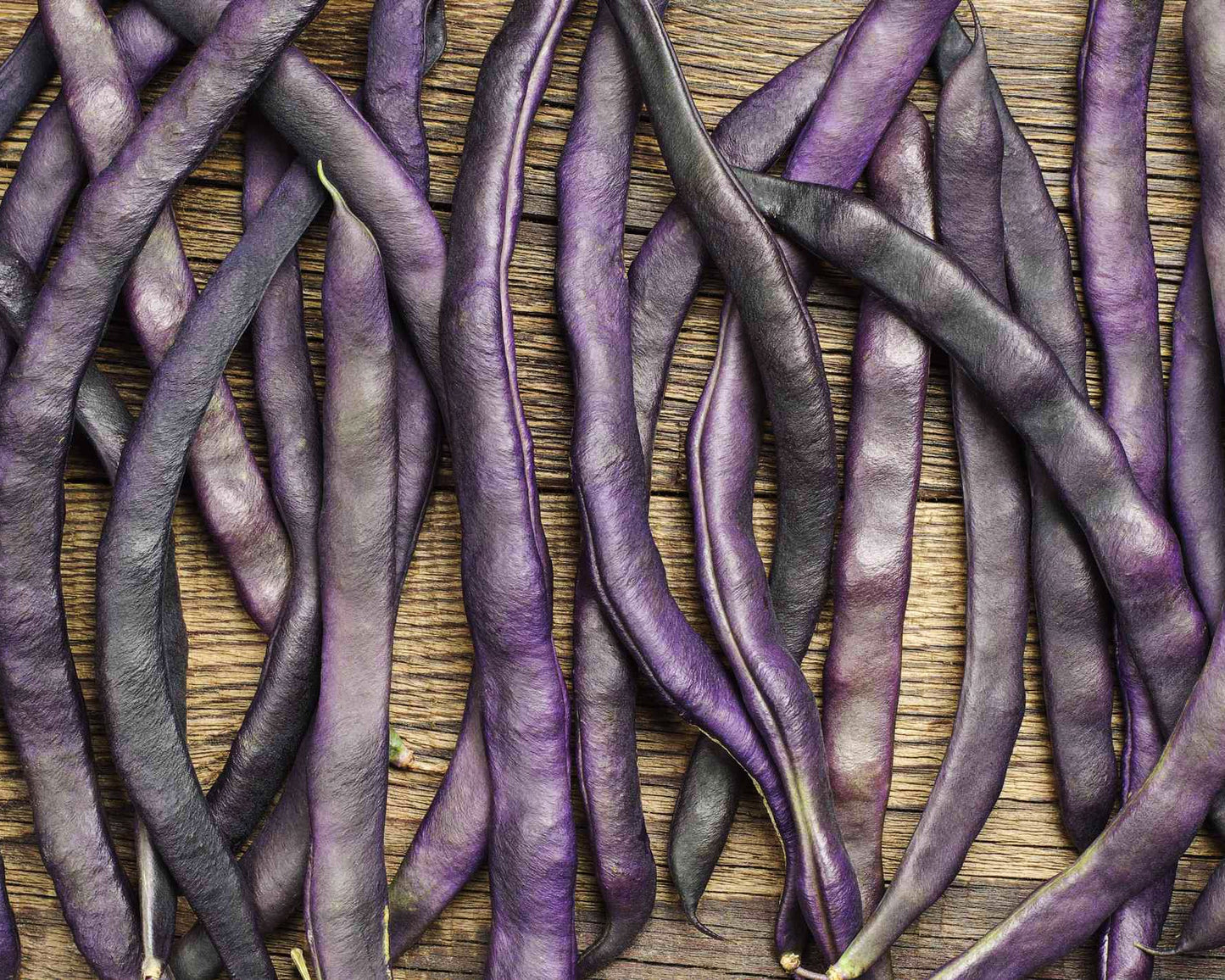 Bean, Bush: Royal Burgundy