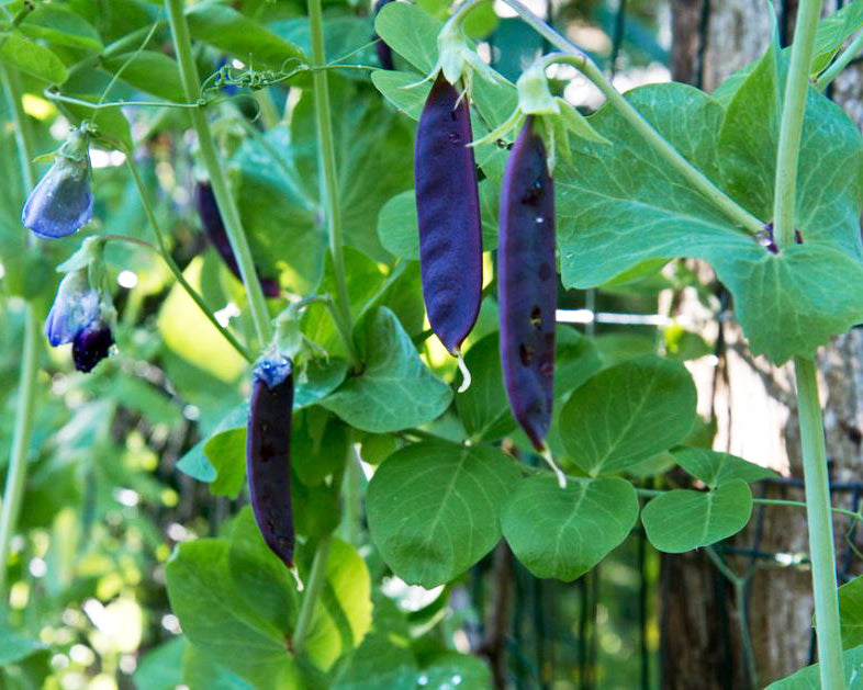 Pea: Royal Purple Snow