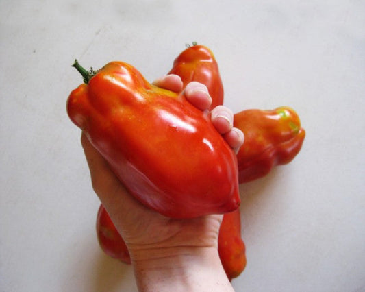 Tomato: San Marzano