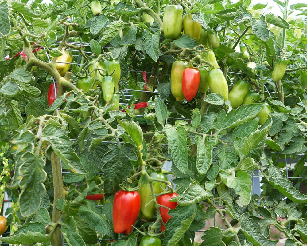 Tomato: San Marzano