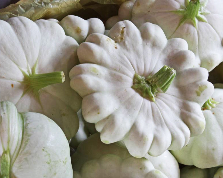 Squash, Summer: White Scallop