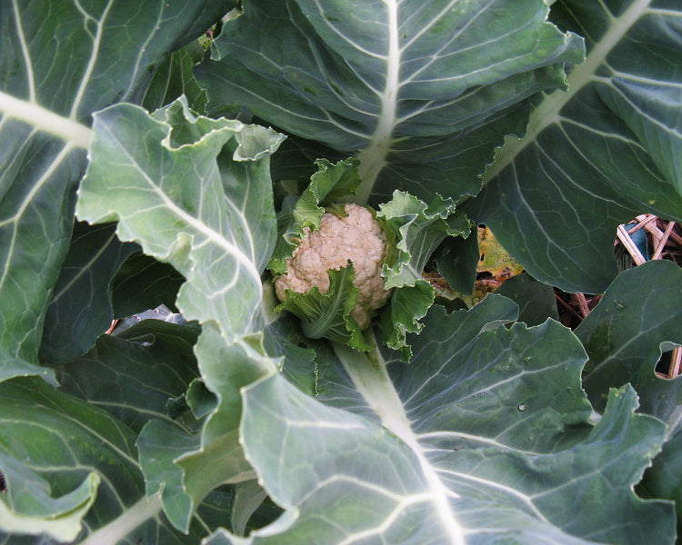 Cauliflower: Self Blanching