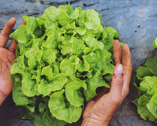 Lettuce: Henderson's Black Seeded Simpson