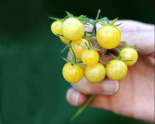 Tomato: Patriot Cherry Mix