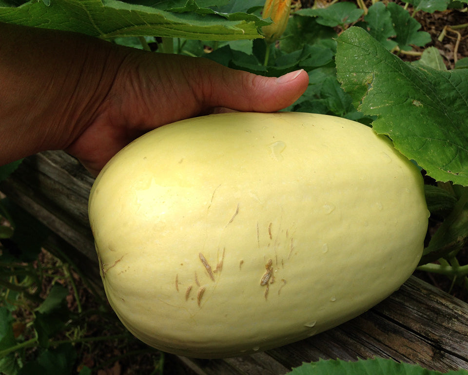 Winter Squash: Spaghetti