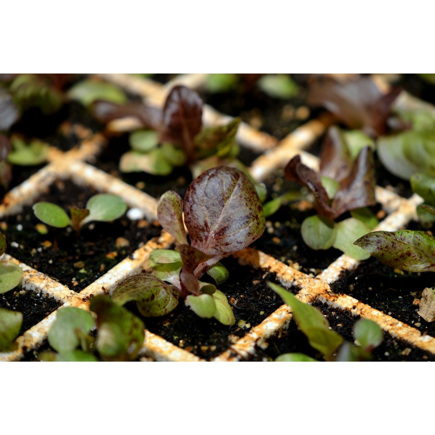 Lettuce : Romaine Red <DISCONTINUED> (4783850586244)