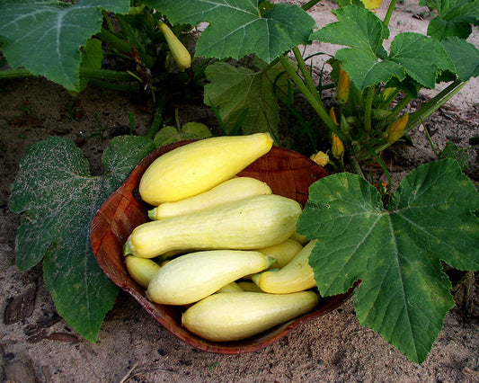 Squash, Summer: Early Prolific Straightneck