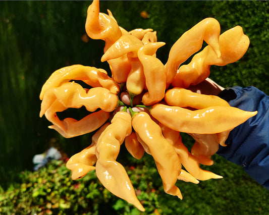 Pepper, Hot: Sugar Rush Peach