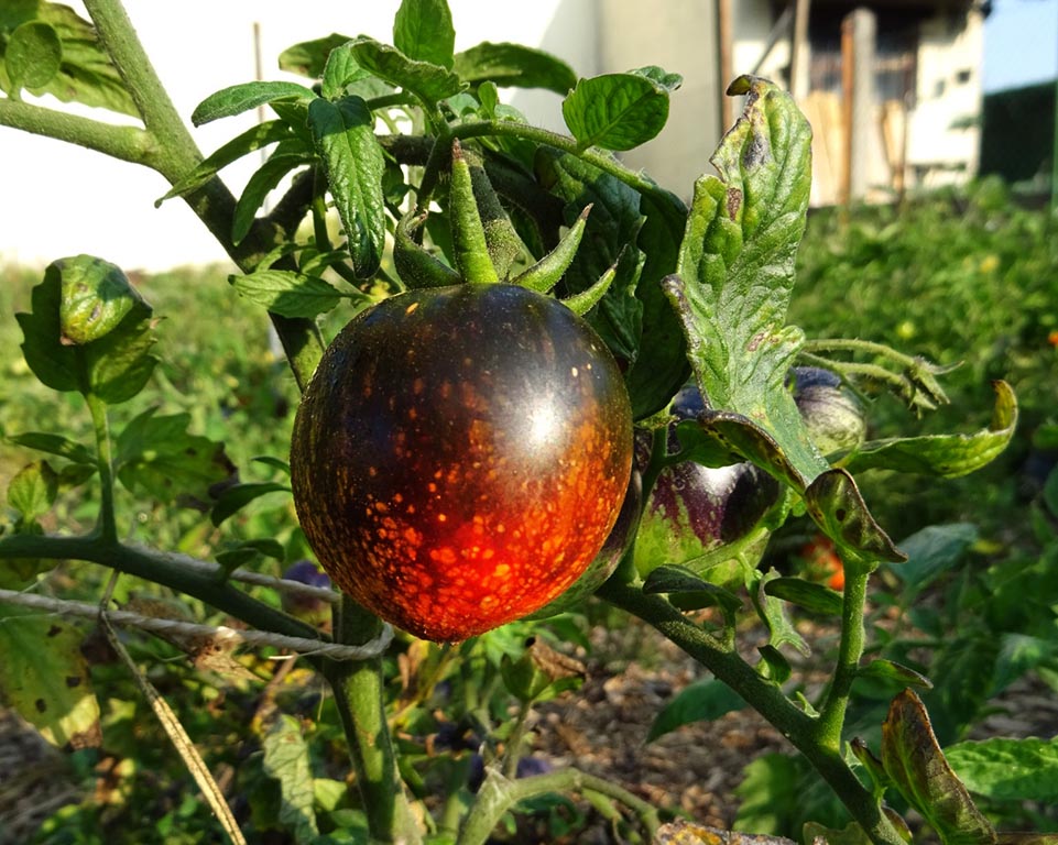 Tomato: The Musketeers