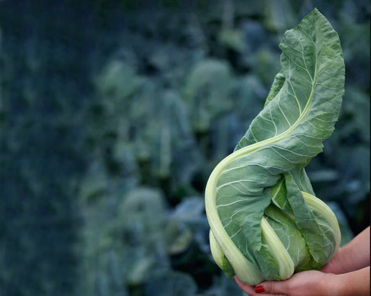 Cauliflower: Twister