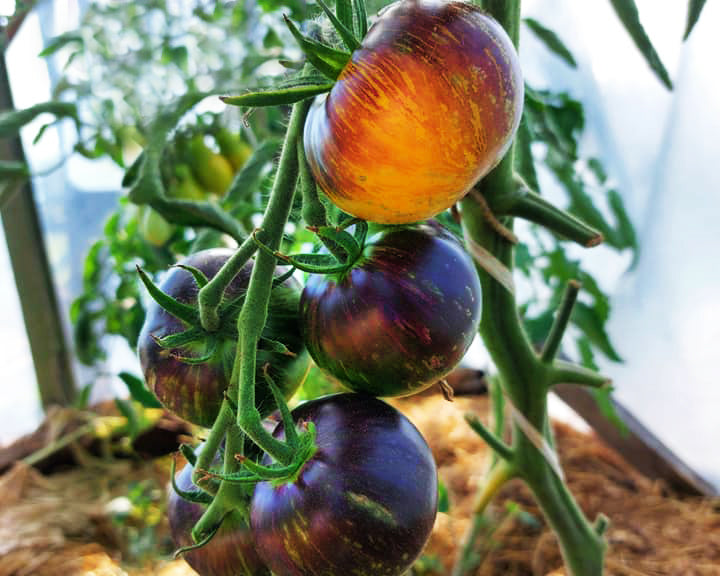 Tomato: Ussuri Tiger