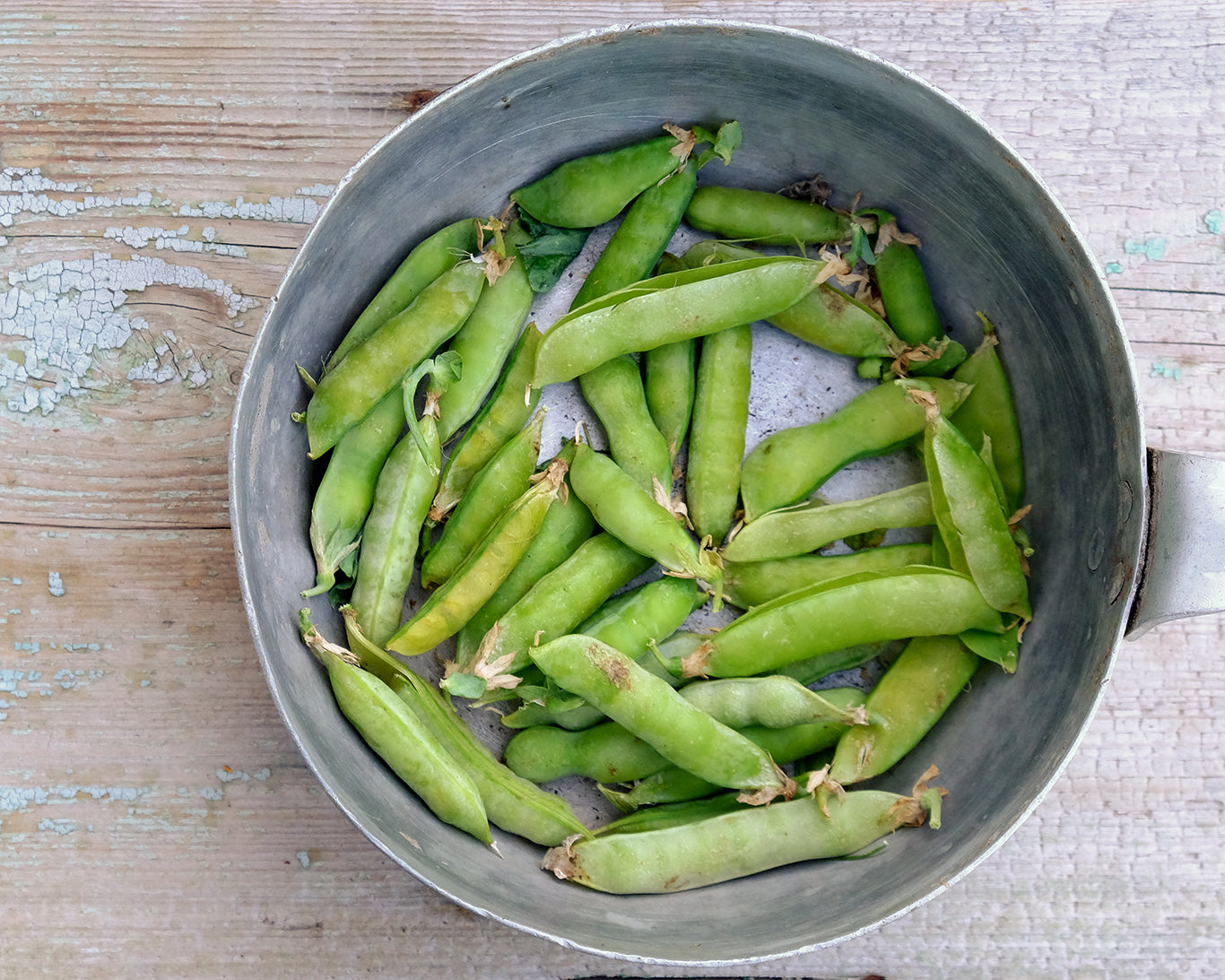 Pea: Wando Heat Tolerant