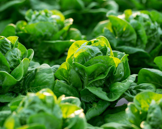 Lettuce: White Boston