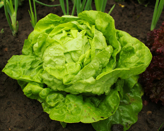 Lettuce: White Boston