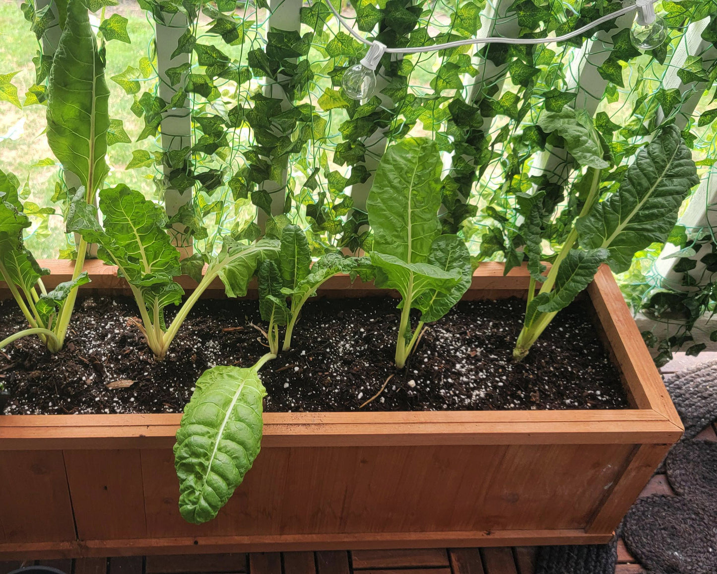 Swiss Chard: Fordhook Giant White